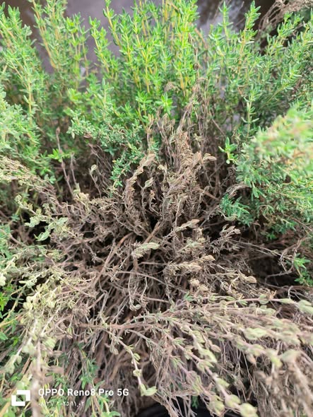 المرض الاسباب والعلاج ايه بعد اذن البشمنهدسين